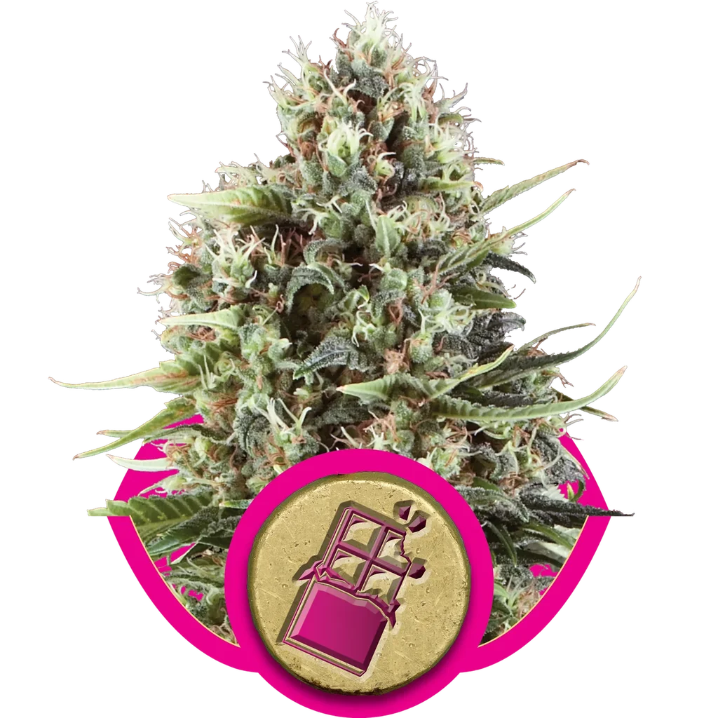 Chocolate Haze – Produktansicht