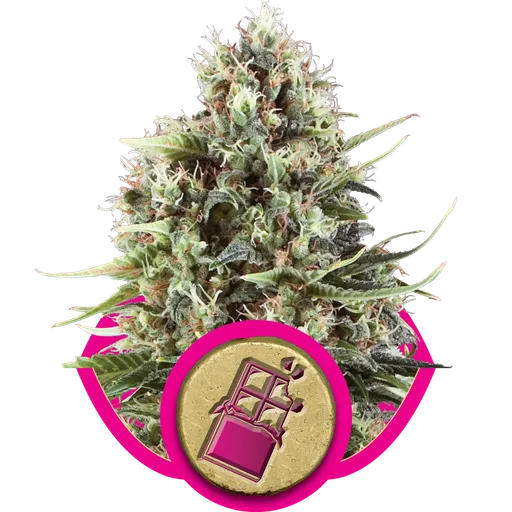 Chocolate Haze | PHOTOFEM | Royal Queen Seeds