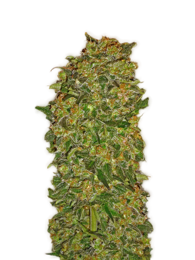 Chocolate Kush | PHOTOFEM | 00 Seeds