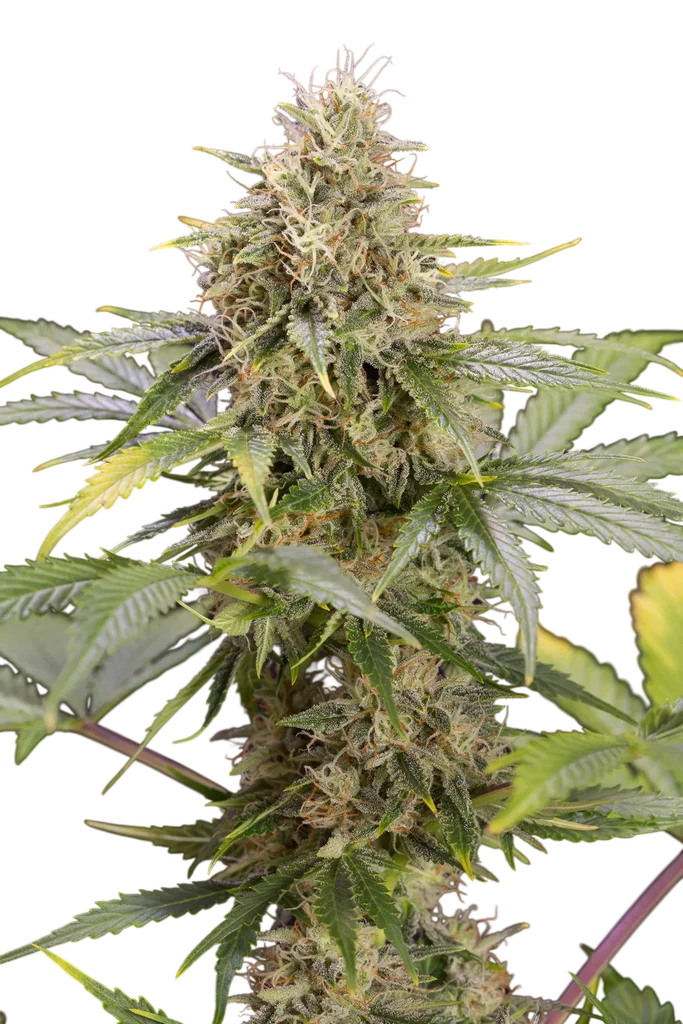 Chocolate Mint OG Auto – Produktansicht