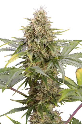 Chocolate Mint OG Auto