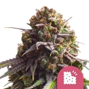 Biscotti | PHOTOFEM | Royal Queen Seeds