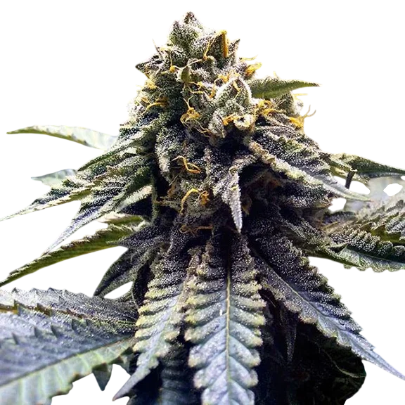 Chocolate Mint OG 2.0 – Produktansicht