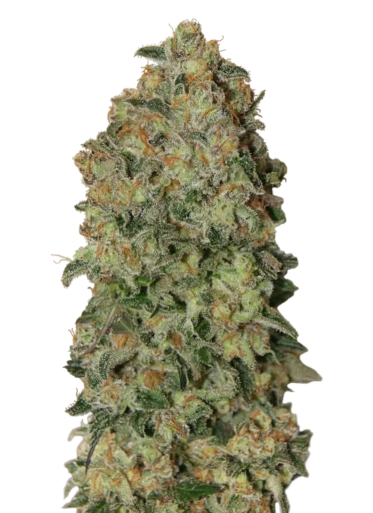 Chocolate Skunk Auto – Produktansicht