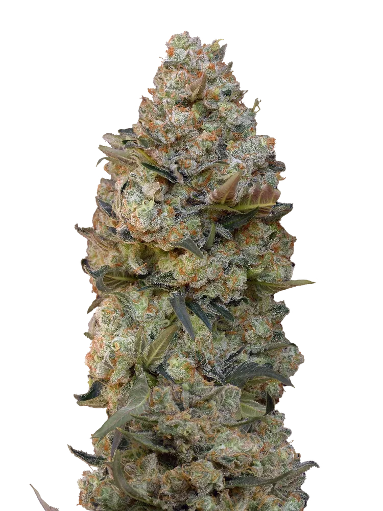 Chocolate Skunk | PHOTOFEM | 00 Seeds