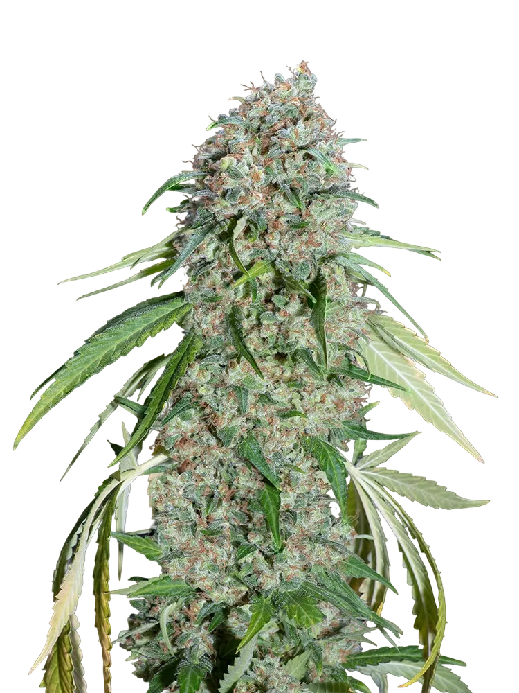 Chocolate Skunk CBD | PHOTOFEM | 00 Seeds
