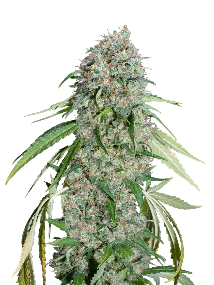 Chocolate Skunk CBD – Produktansicht