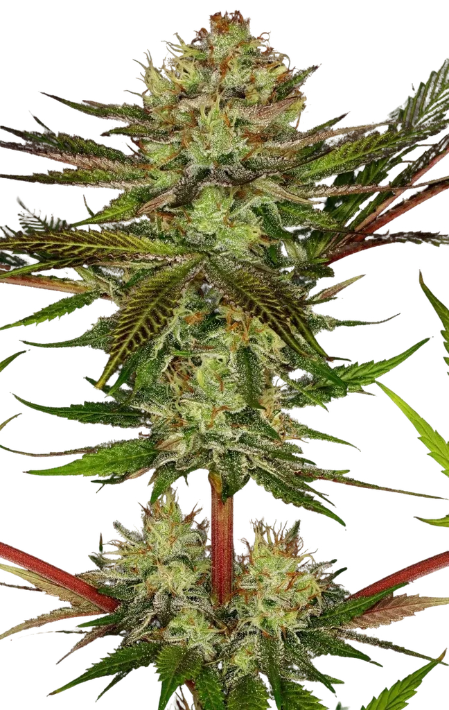 Chocolate Wafflez | PHOTOFEM | Paradise Seeds