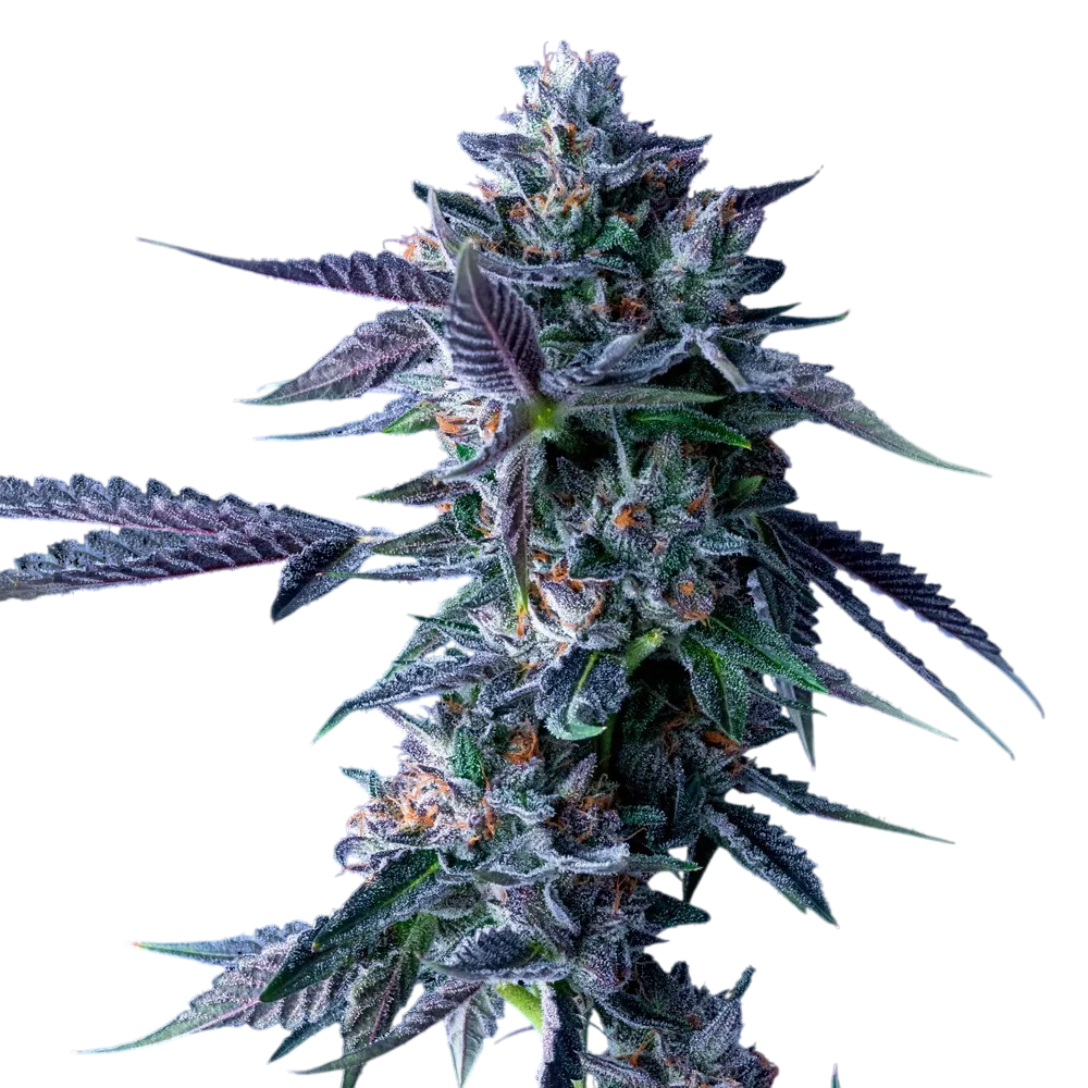 Chocolope | PHOTOFEM | DNA Genetics