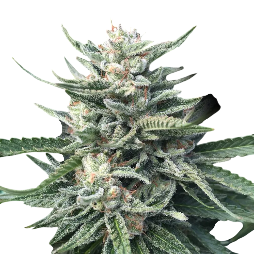 Chocolope 256 | PHOTOREG | DNA Genetics
