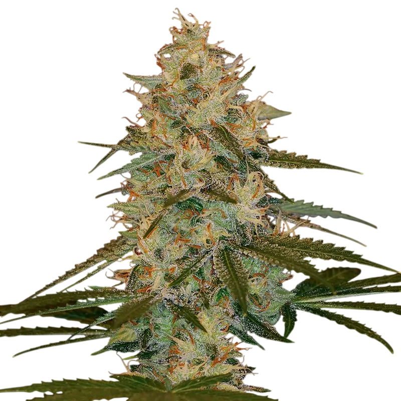 Chocolope Kush | PHOTOFEM | DNA Genetics