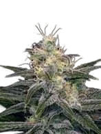 Chocolopez – Produktansicht