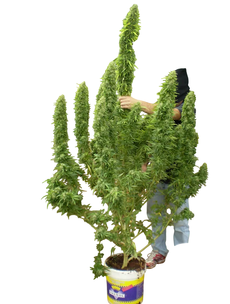 Chronic | PHOTOFEM | Serious Seeds