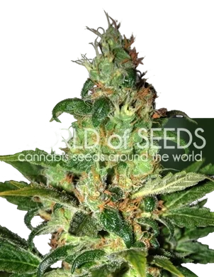 Chronic Haze – Produktansicht