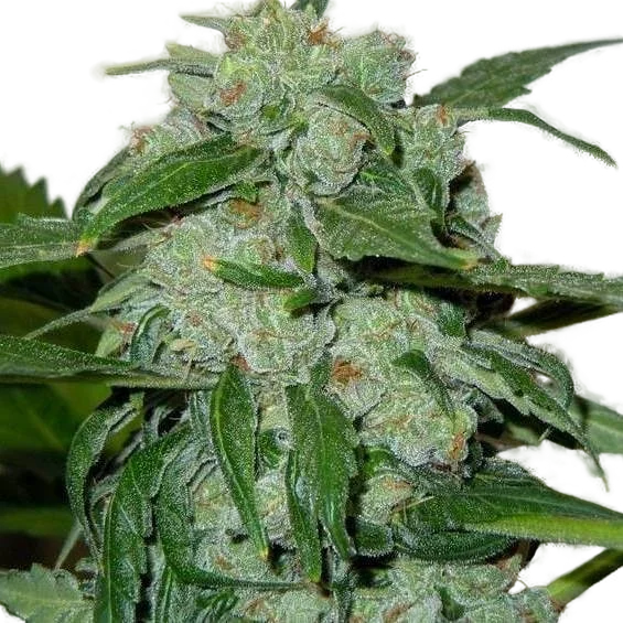 Chronic Ryder Auto – Produktansicht