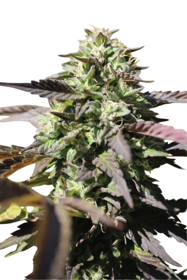 Chunkadelic Auto – Produktansicht