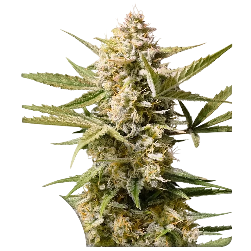Cinderella Jack Auto – Produktansicht