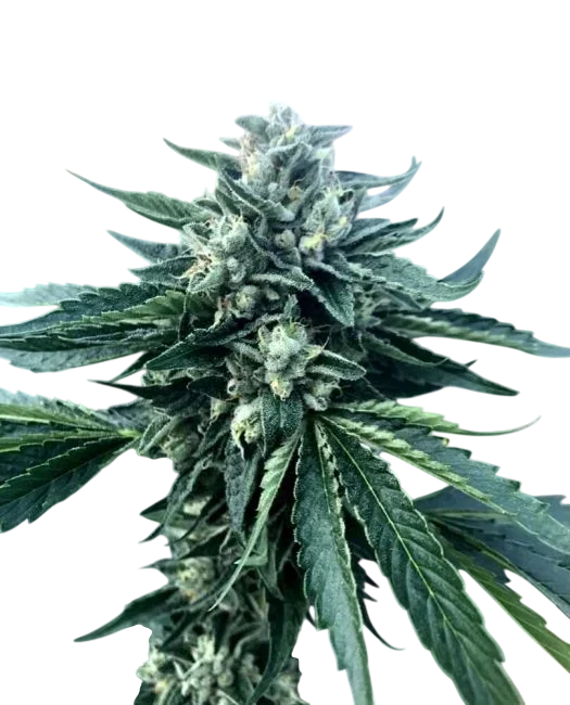 Cinnamon Buddha OG – Produktansicht