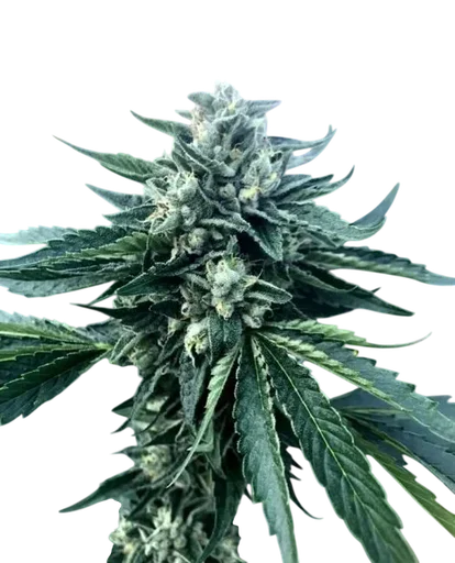 Cinnamon Buddha OG