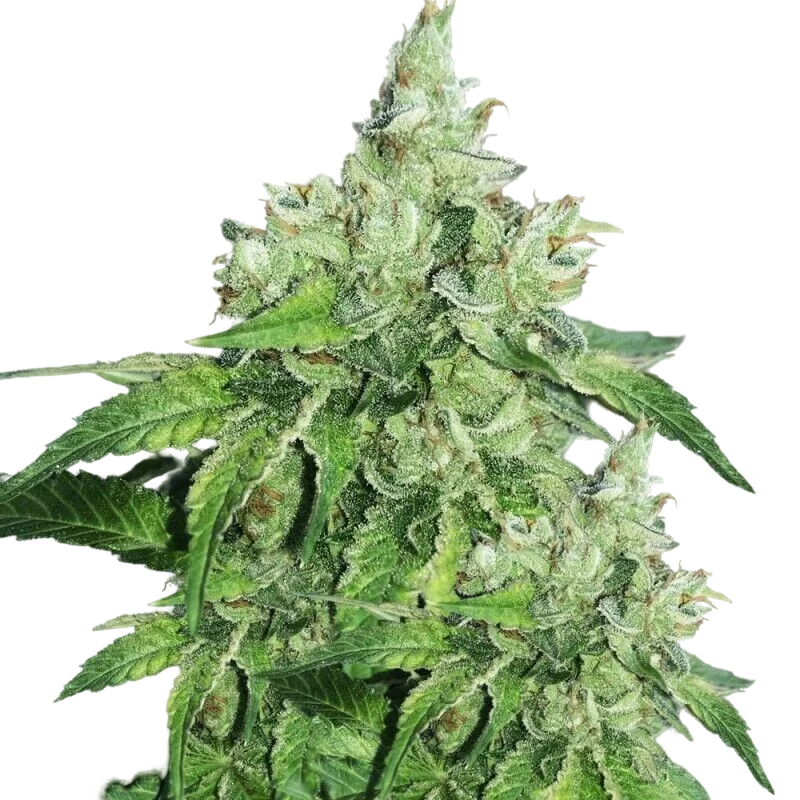 Citron Givré (Birthday Cake Selected) | PHOTOFEM | T.H. Seeds