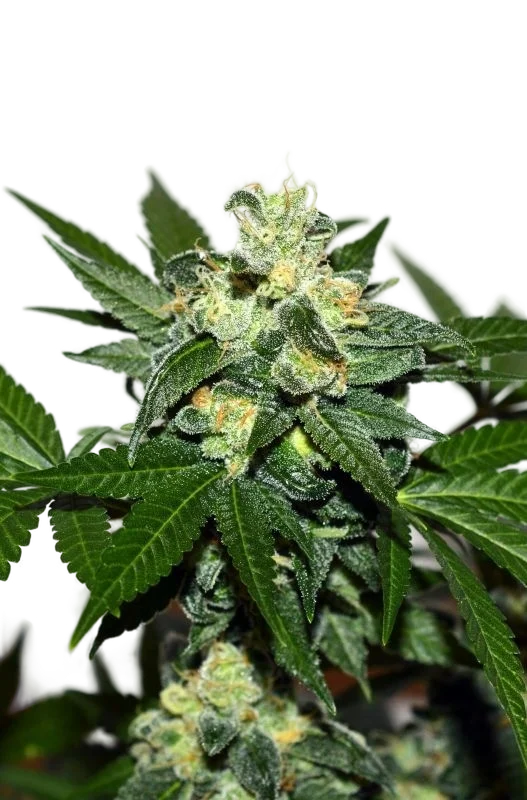 Citrus Paridisi – Produktansicht