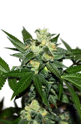 Citrus Paridisi