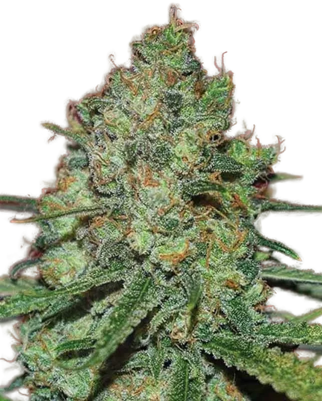Clinical White CBD – Produktansicht