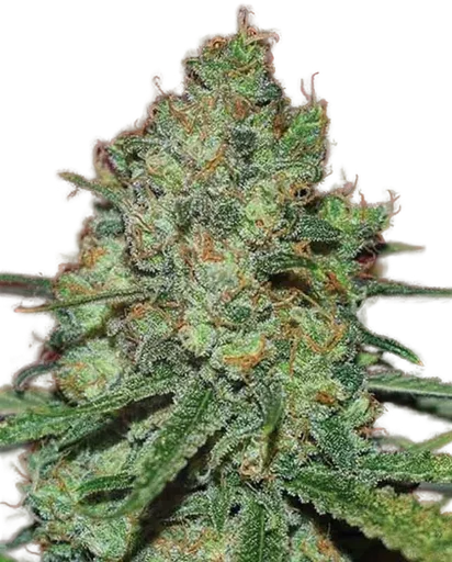 Clinical White CBD