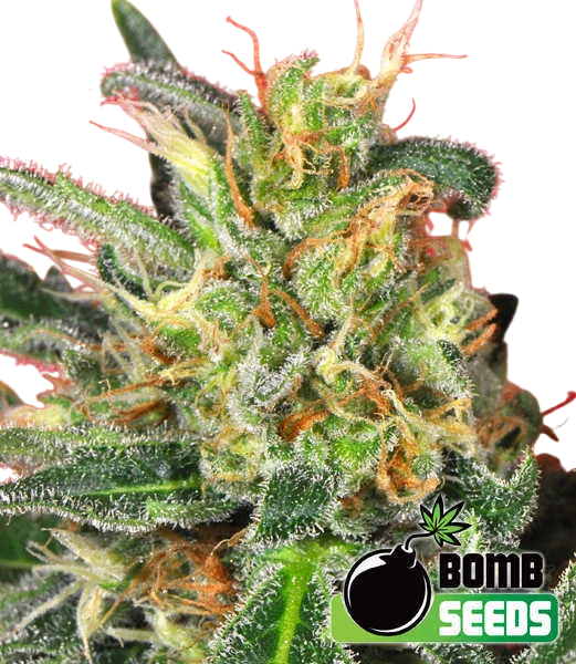 Cluster Bomb – Produktansicht