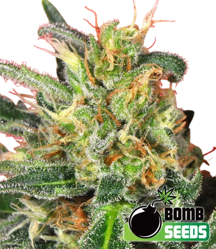 Cluster Bomb