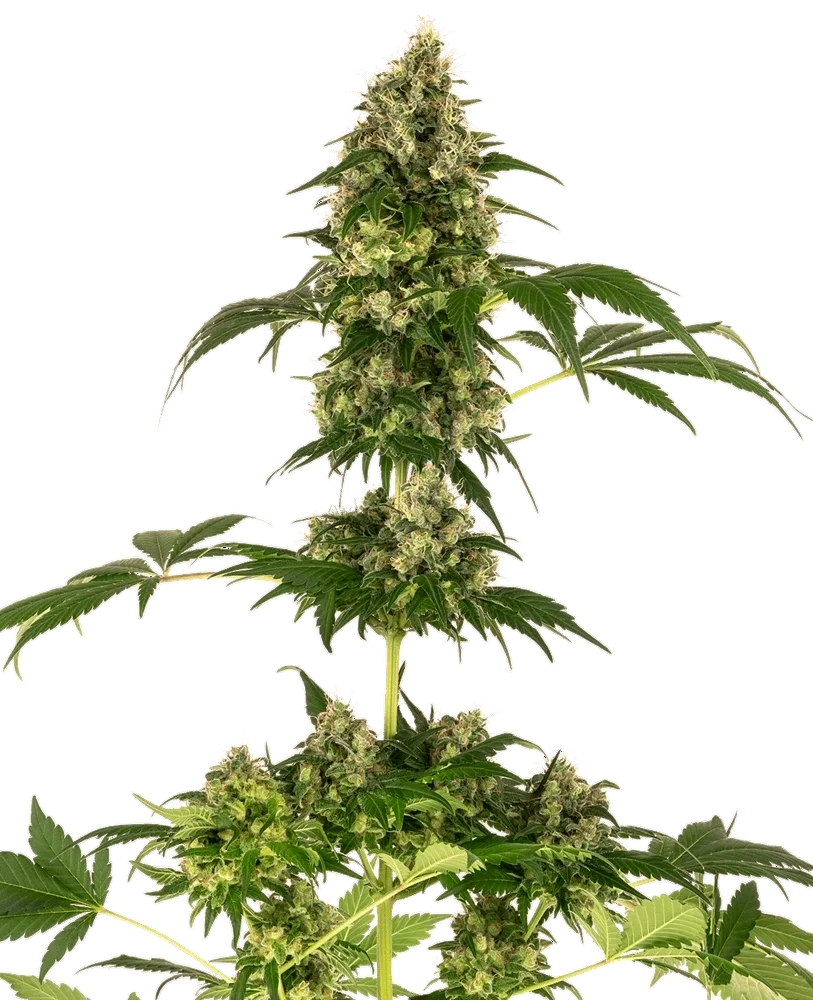 Cobalt Haze | PHOTOFEM | Sensi Seeds