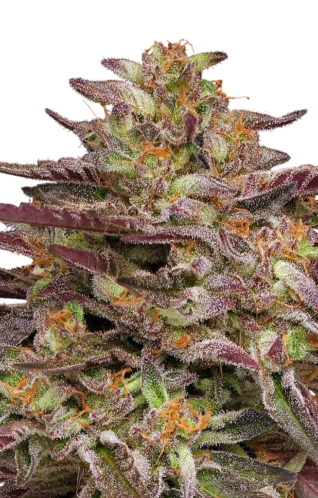 COB Salad | PHOTOFEM | Humboldt Seed Co.