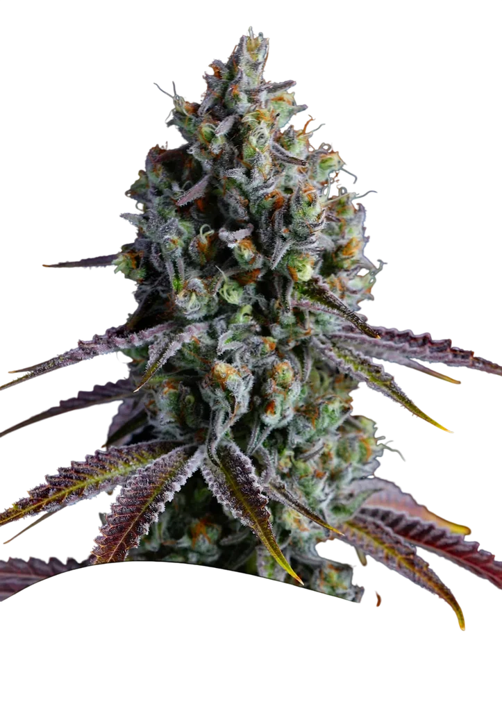 Coco Jambo – Produktansicht