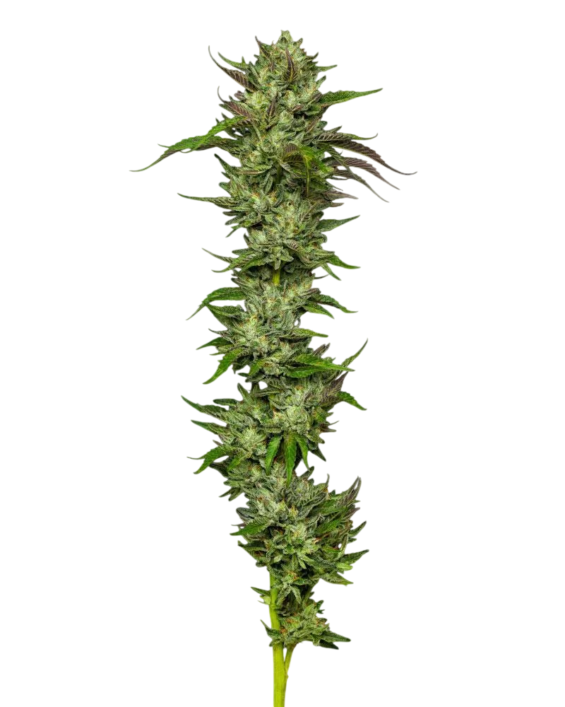 Collie Man Kush – Produktansicht