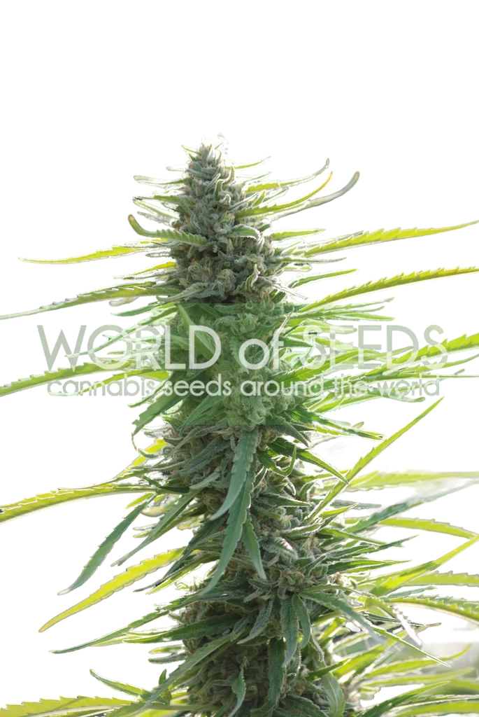 Colombian Gold – Produktansicht