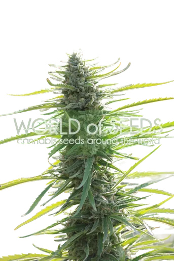 Colombian Gold