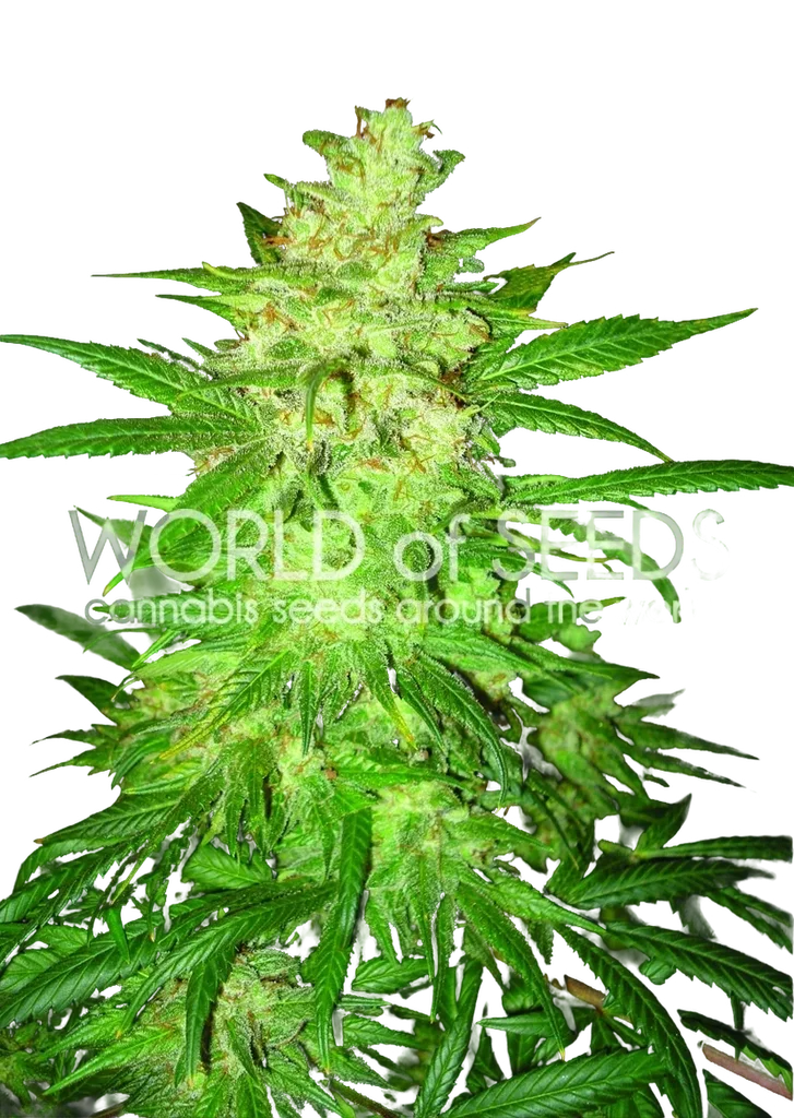 Colombian Gold Ryder (former Sweet Coffee Ryder) Auto – Produktansicht