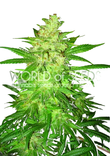 Colombian Gold Ryder (former Sweet Coffee Ryder) Auto
