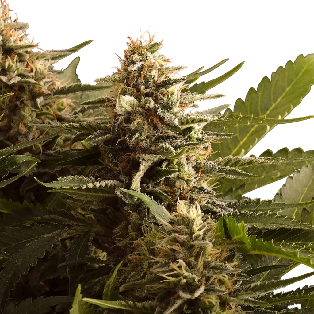 Colombian Jack | PHOTOFEM | Kannabia Seeds