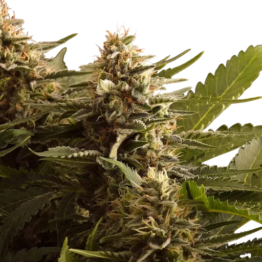 Colombian Jack