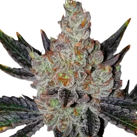 10th Planet R1 | PHOTOFEM | Ethos Genetics