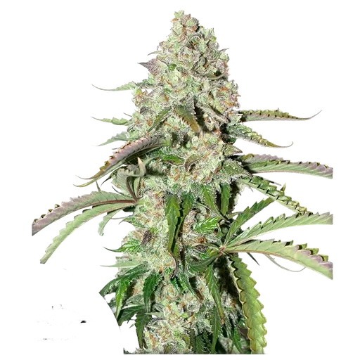Colorado Cookies