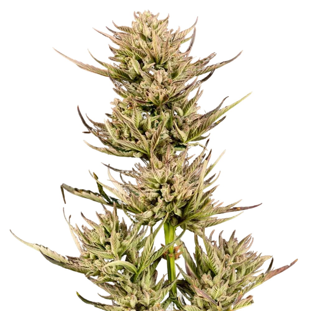 Cookie Apple OG F1 Auto | AUTOFEM | Seedsman