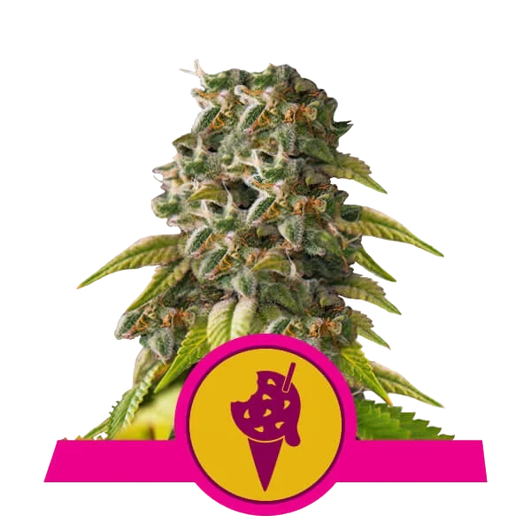 Cookies Gelato – Produktansicht