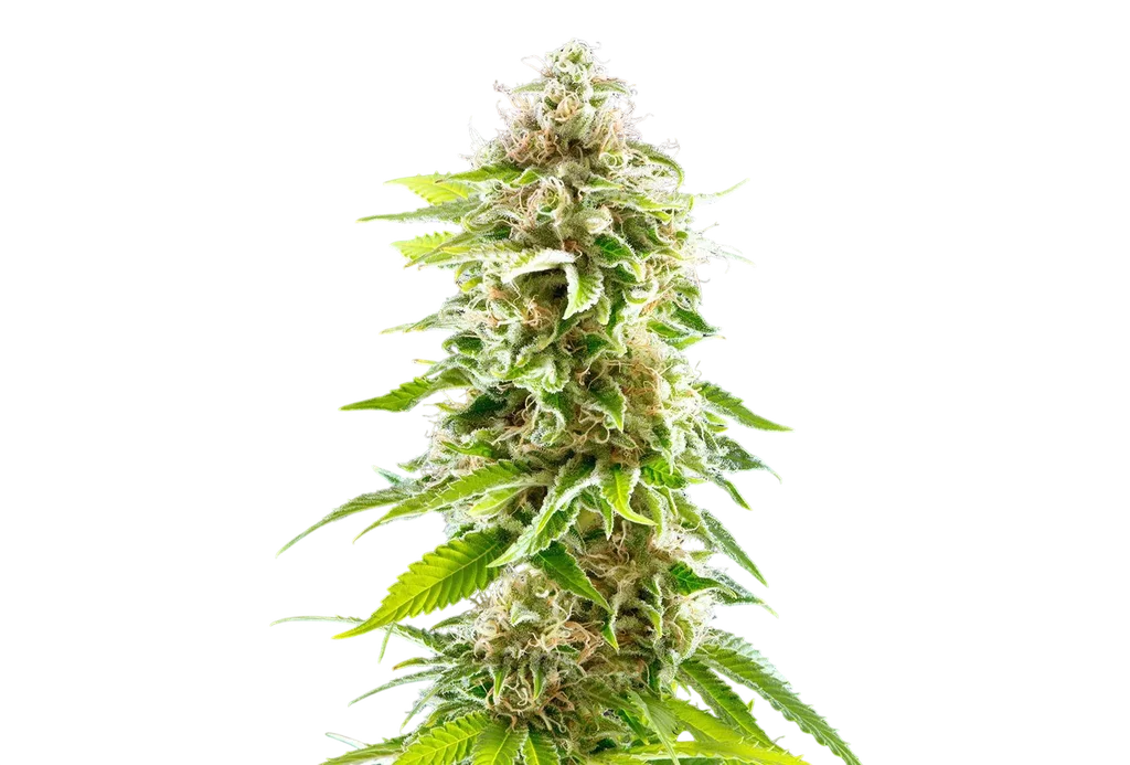Cookies Haze | PHOTOFEM | Kannabia Seeds