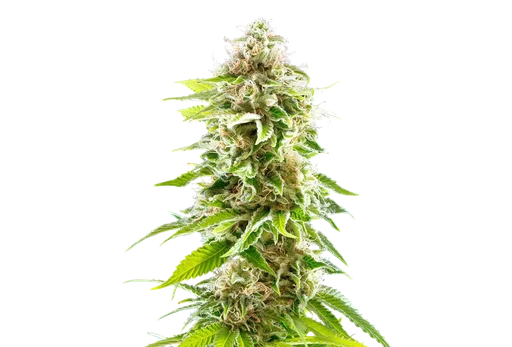 Cookies Haze