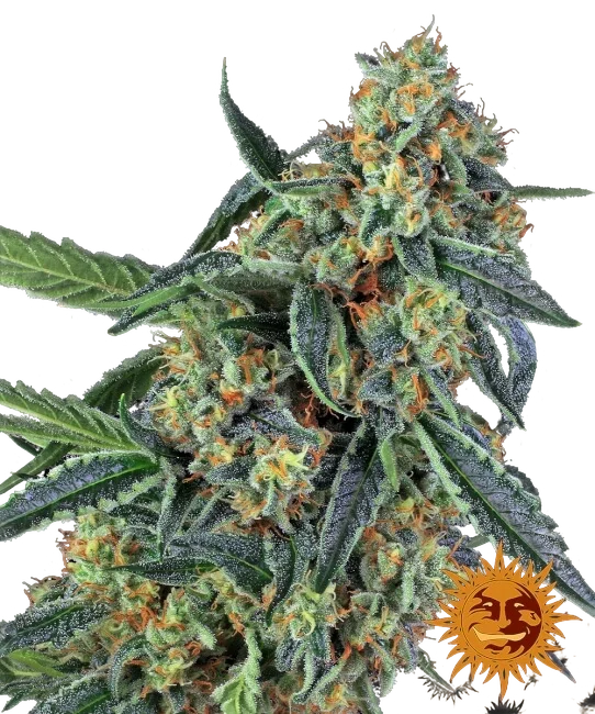 Cookies Kush – Produktansicht