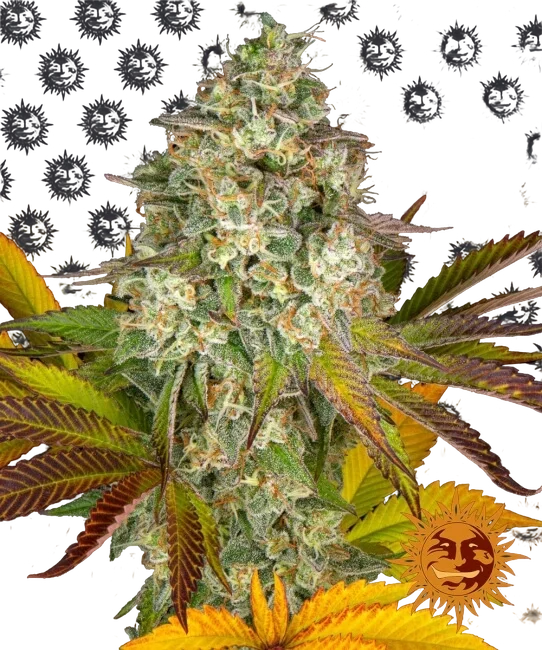 Cookies Kush Auto – Produktansicht