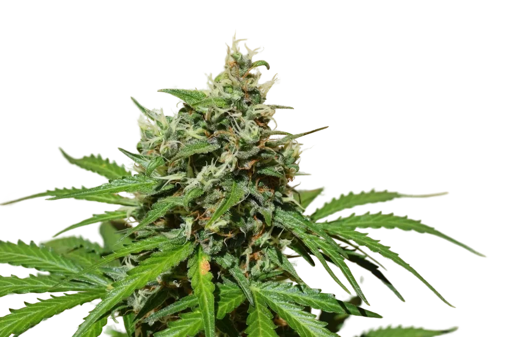 Cookies n Cream Auto – Produktansicht
