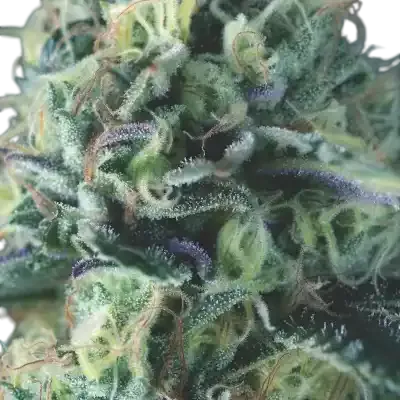 Cookies USA Auto
